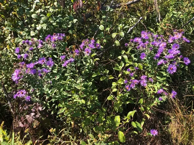 14 Alexandra Drive, Mettawa, IL 60048 - #2