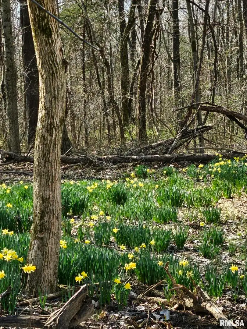 5504 Marion Road, Metropolis, IL 62960 - Image #2