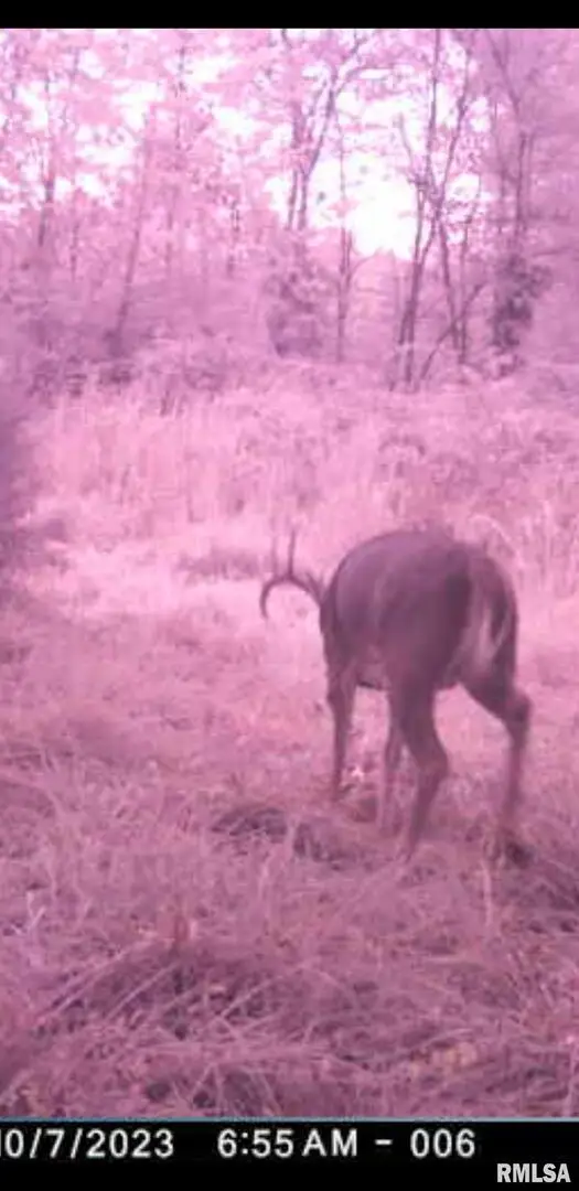 8206 Eakin Grove Road, Benton, IL 62812 - Image #3