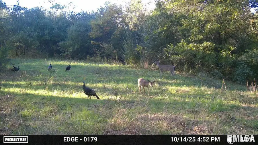 19168 County Line Road, Jonesboro, IL 62952 - Image #3