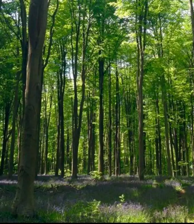 LOT 4 Winterberry Ln, North Easton, MA 02356 - Image #2