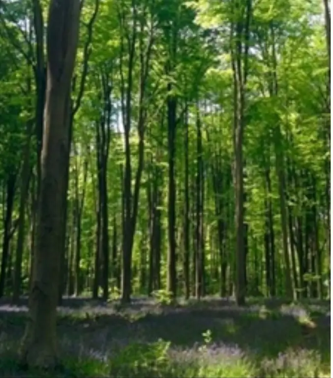 Lot 4 Winterberry Lane, North Easton, MA 02356 - #1