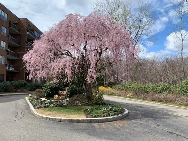 210 Nahanton St #520, Newton, MA 02459 - #2