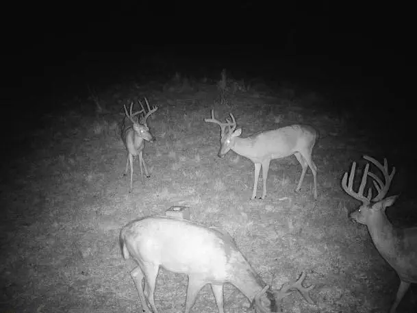 County Road Y 617 Road, Birch Tree, MO 65438 - #1