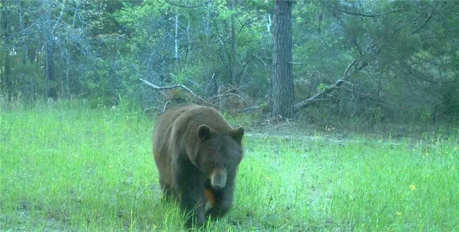 County Road Y 617 Road, Birch Tree, MO 65438 - #2