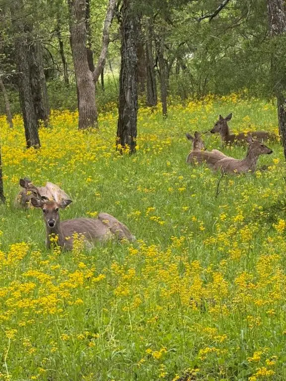 65 Maple Drive, Linn Valley, KS 66040 - Image #2