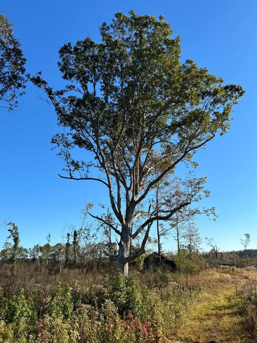 Ward Road, Fayette, AL 35555 - Image #2