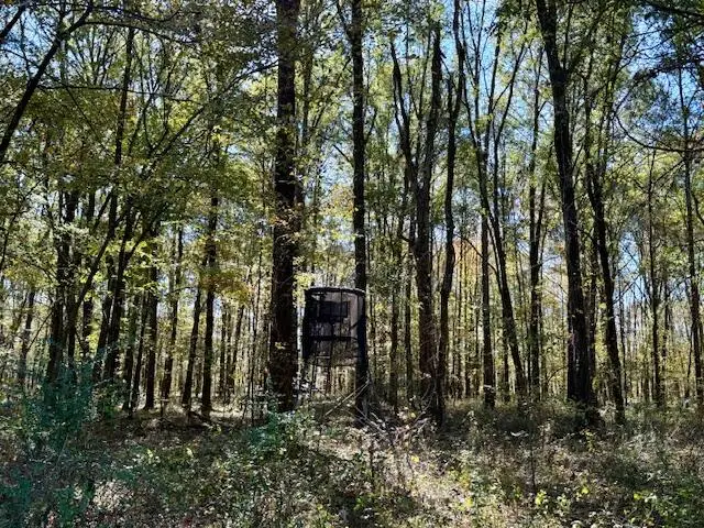 Wilson Rd., Pheba, MS 39755 - Image #2