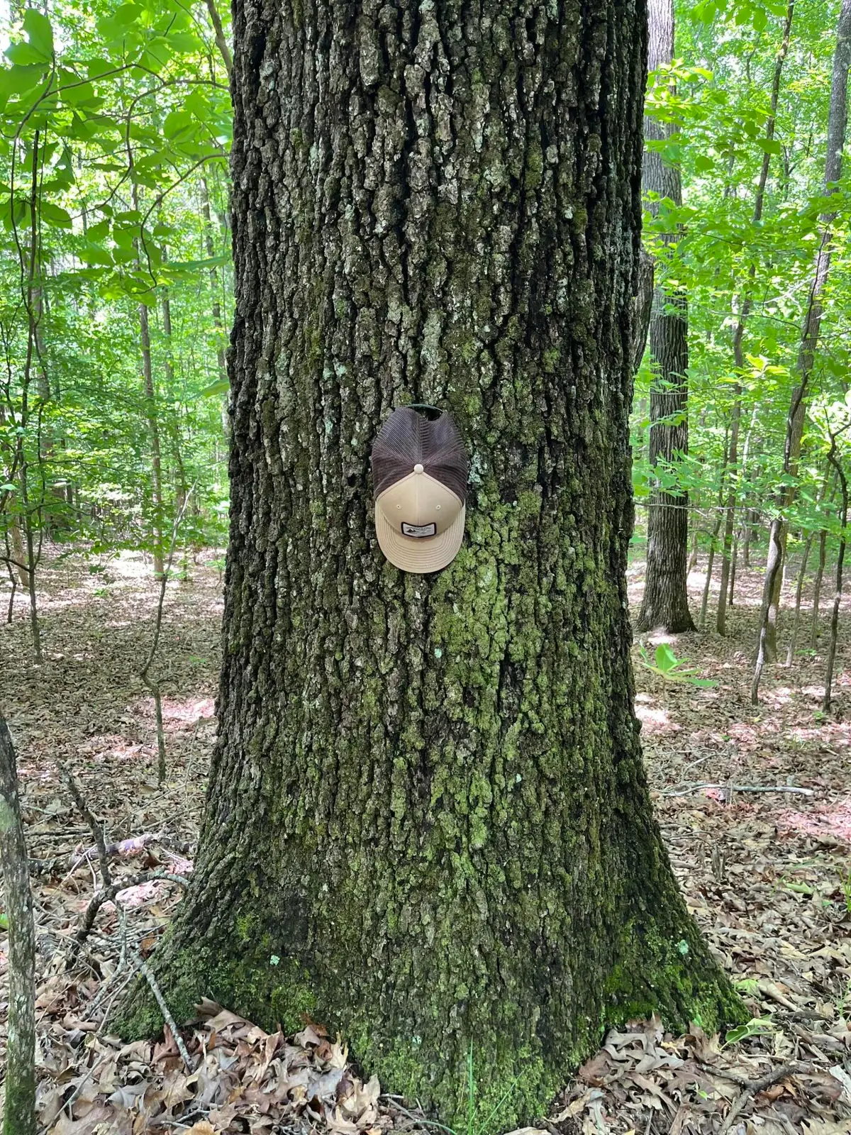 50196 Splunge Rd, Greenwood Springs, MS 38848 - Image #1