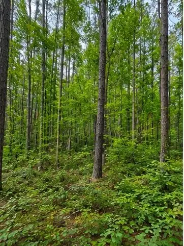 Ms-491, Collinsville, MS 39325 - #2