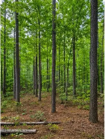 Ms-491, Collinsville, MS 39325 - #3