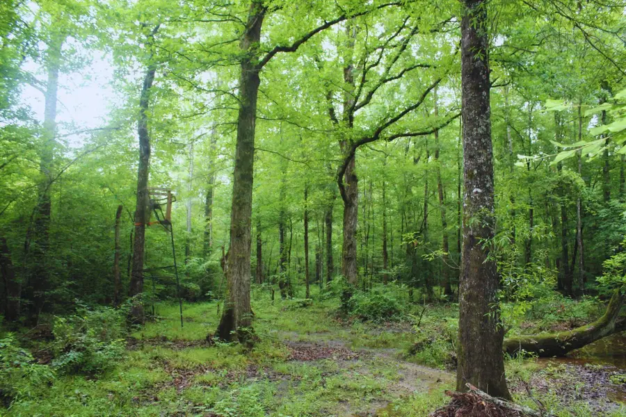 Towery Rd, Smithville, MS 38870 - #3