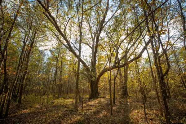 Pheba-beasley, Pheba, MS 39755