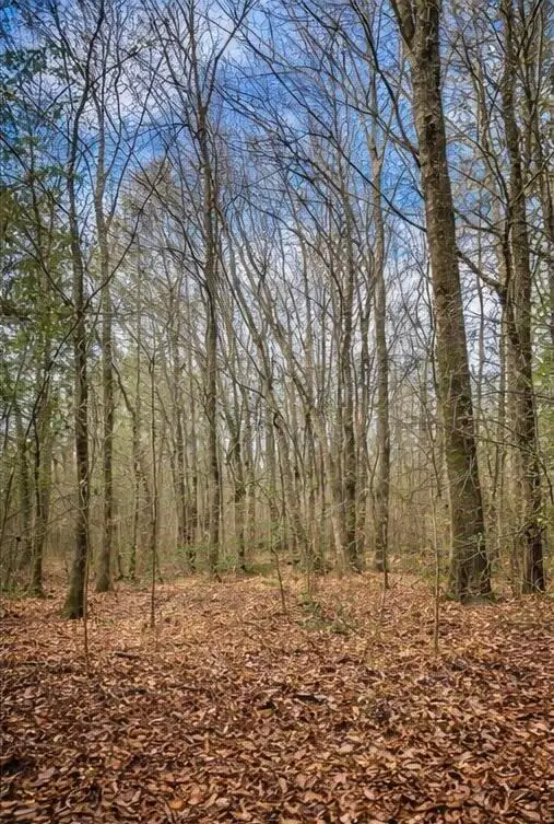 Humming Bird Drive, Carrollton, AL 35447 - Image #3