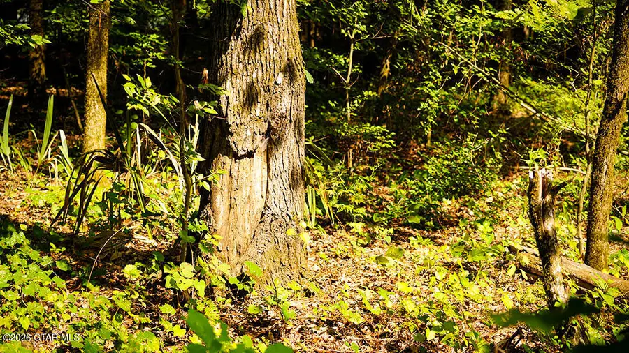 Lot8 Cypress Pointe, Brooksville, MS 39739 - #3