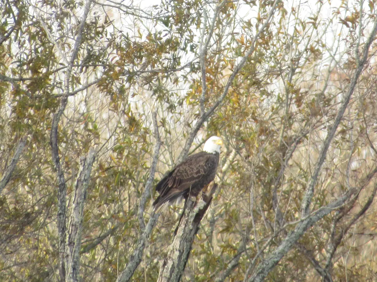 Crosby Lane Lot 118, Columbus, MS 39701 - #1