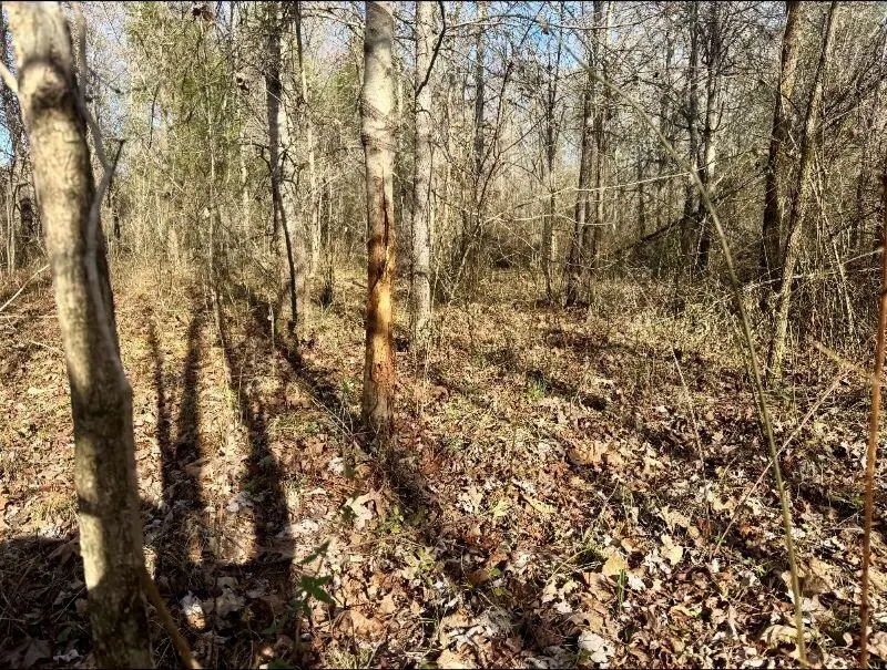 Cr 192, Prairie, MS 39756 - #3