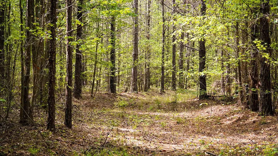 Payneville, Livingston, AL 35470 - #2