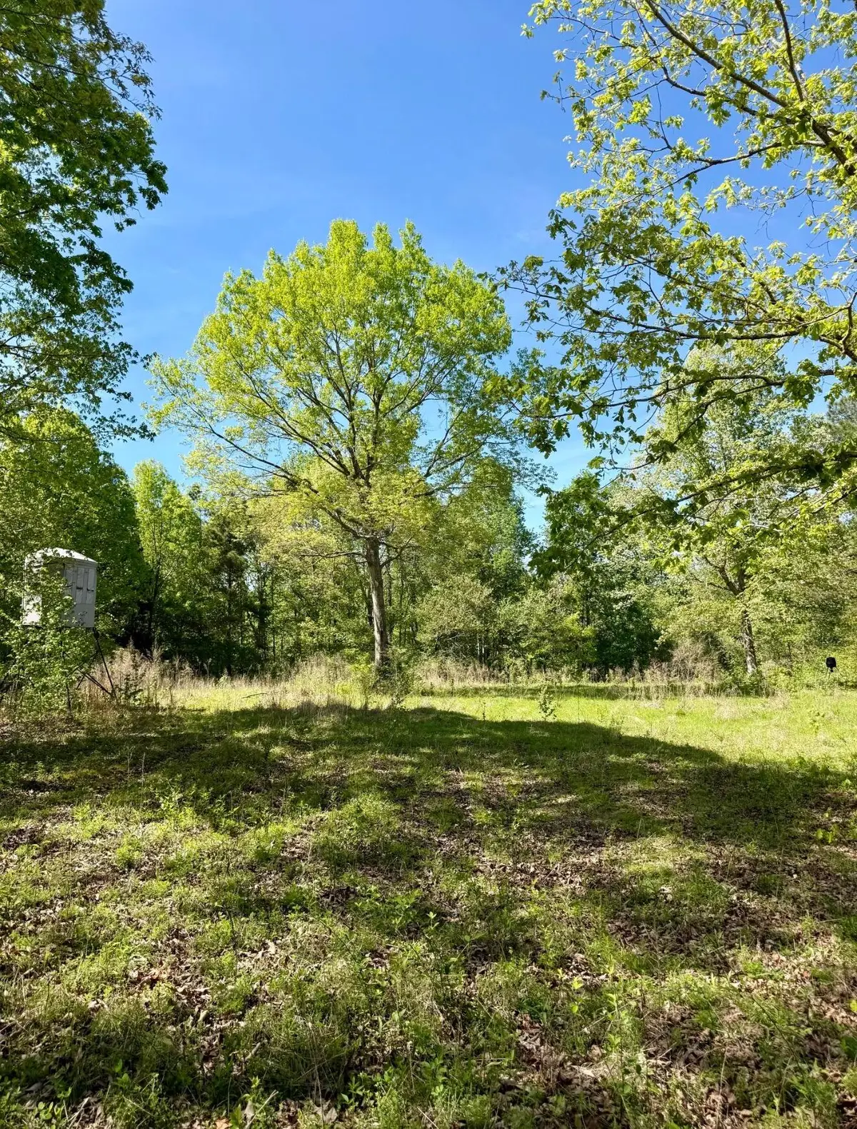 Mississippi 15, Ackerman, MS 39735 - #1