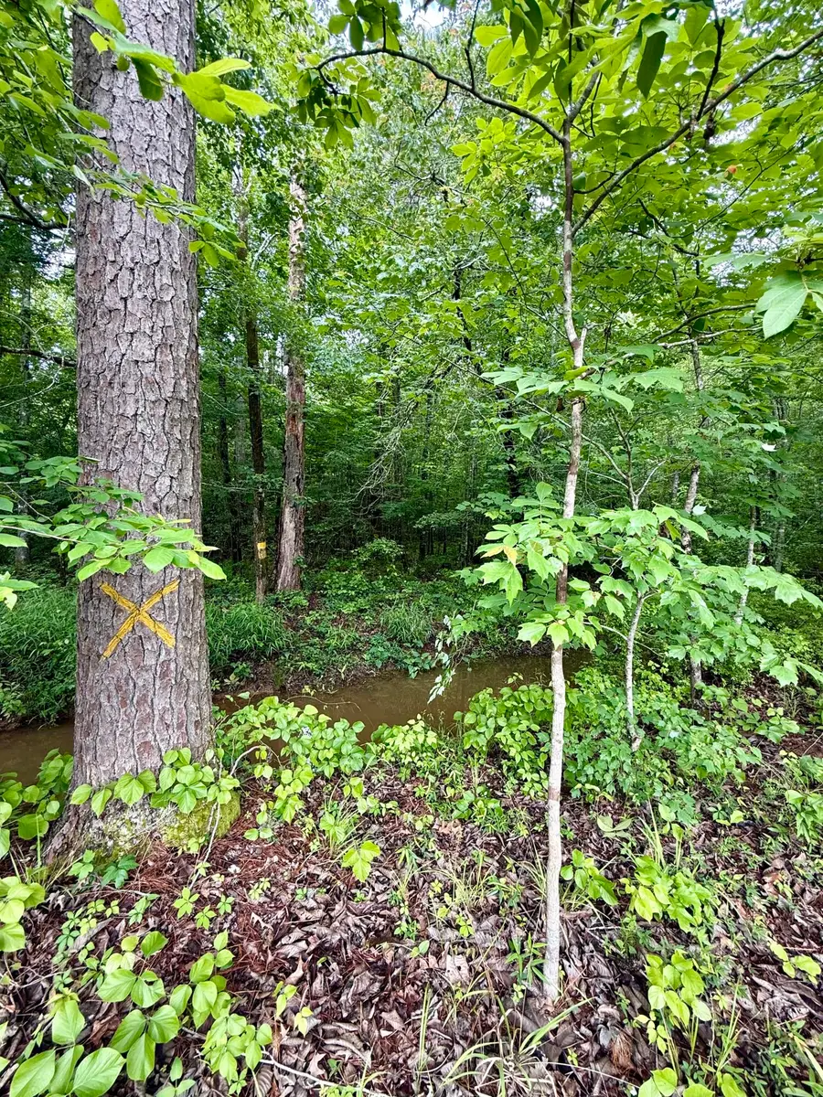 Bodka Valley, Scooba, MS 39358 - #2