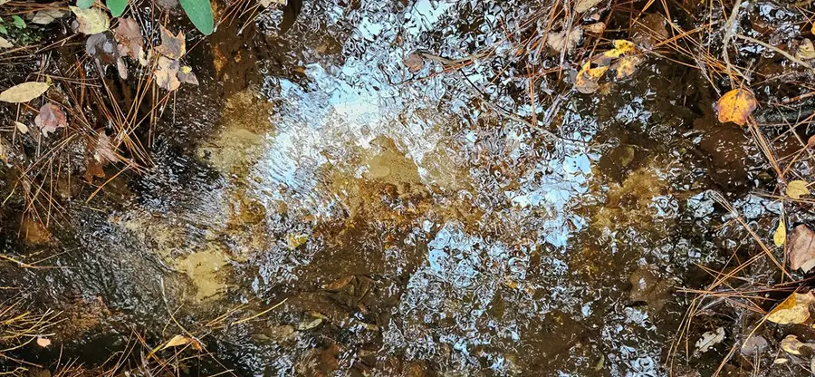 NHN Firefox, Poplarville, MS 39470 - Image #2