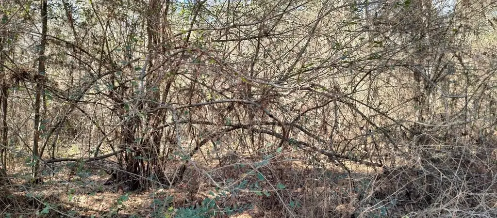 NHN Pecan Drive, Lumberton, MS 39455 - Image #1