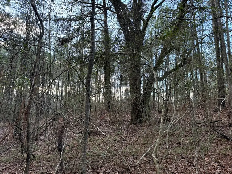 334 Baughman Rd, Poplarville, MS 39470 - Image #3