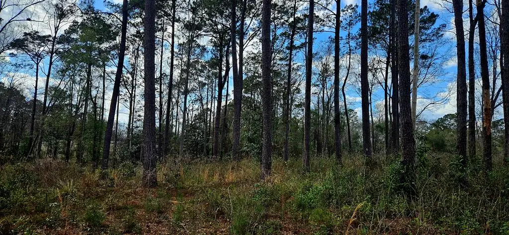 NHN Hwy 11, Poplarville, MS 39470 - #1