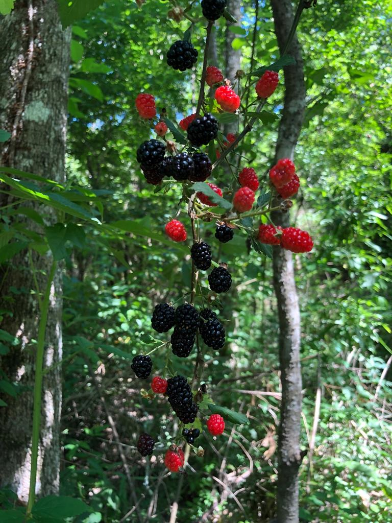 NHN Hobolo Creek Dr, Carriere, MS 39426 - #3