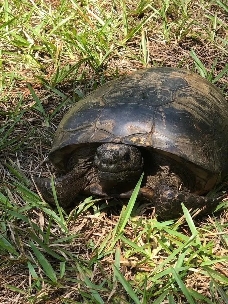 NHN Hobolo Creek Rd, Carriere, MS 39426 - #3