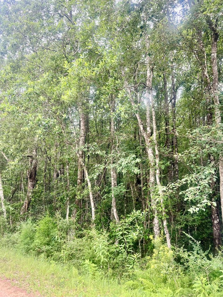 127 Tamchelle Rd., Lumberton, MS 39455 - #2