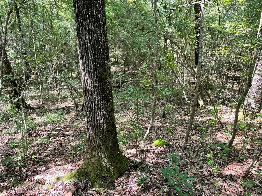 Na Reservoir Road, Waynesboro, MS 39367 - #3