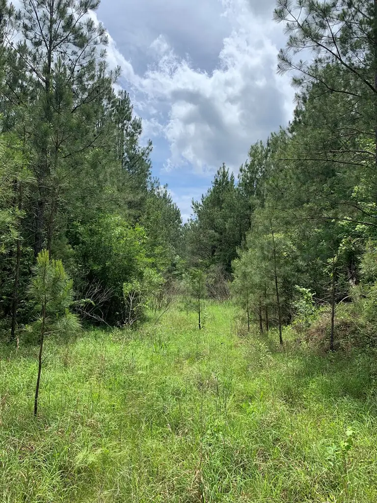 . Shucktown Rd Or Old Cc Road, McCall Creek, MS 39647 - #2