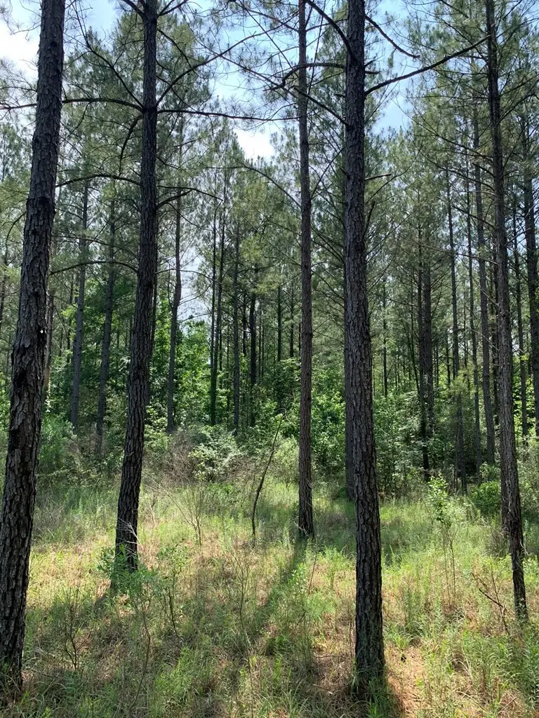 . Athens Trail Ne/ Timberlane Rd Ne, Wesson, MS 39191 - Image #3