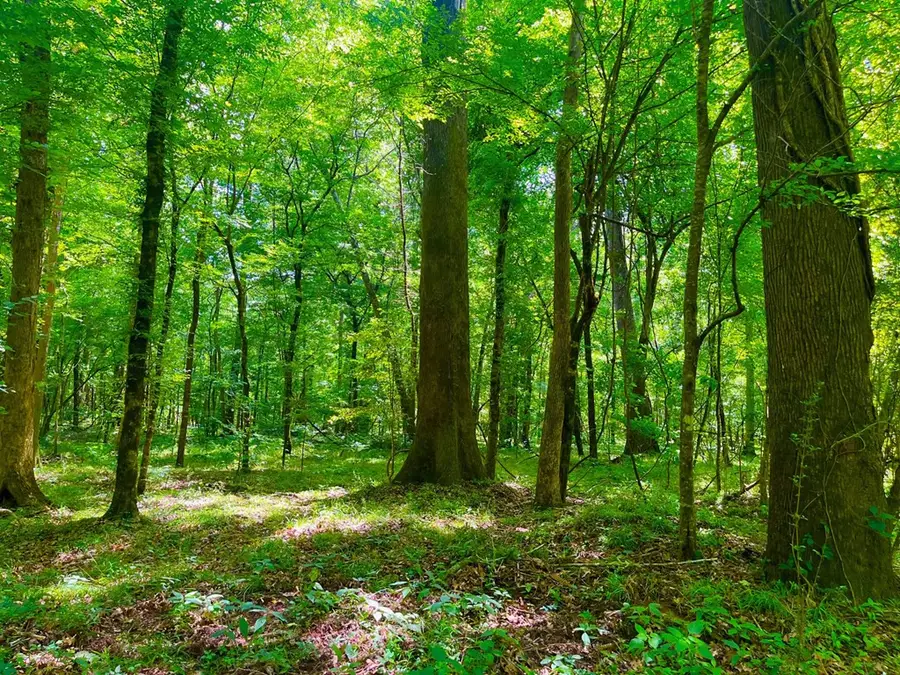 TBN Bunkley Road, Meadville, MS 39653 - #3