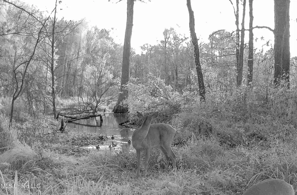 3114 County Road 212, Water Valley, MS 38965 - Image #1