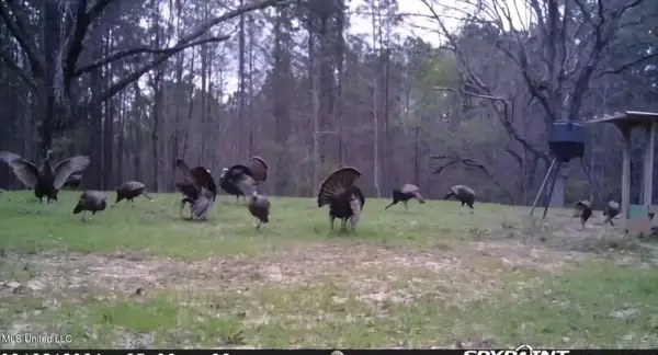 0 Green Door Road, Eupora, MS 39744