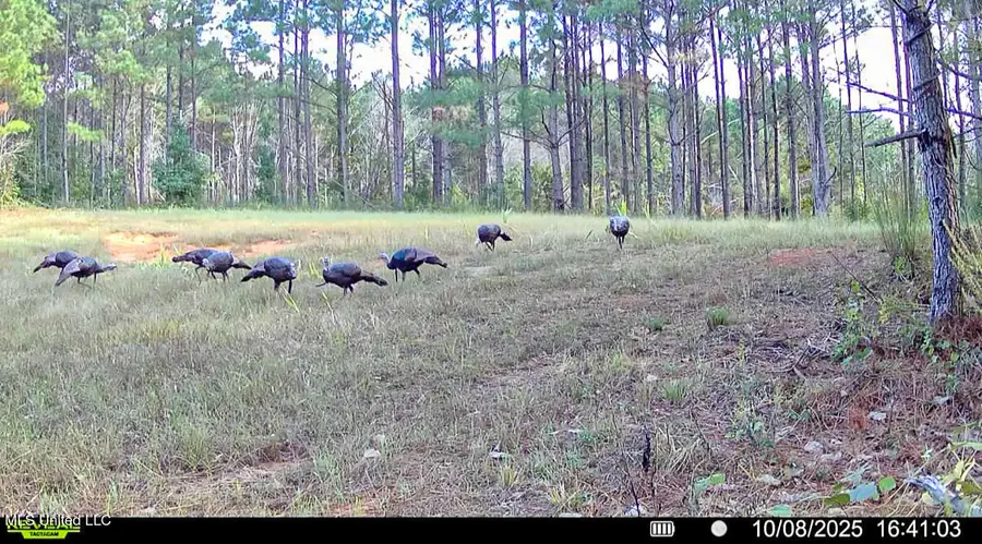 2075 County Rd 180, New Albany, MS 38652 - Image #3