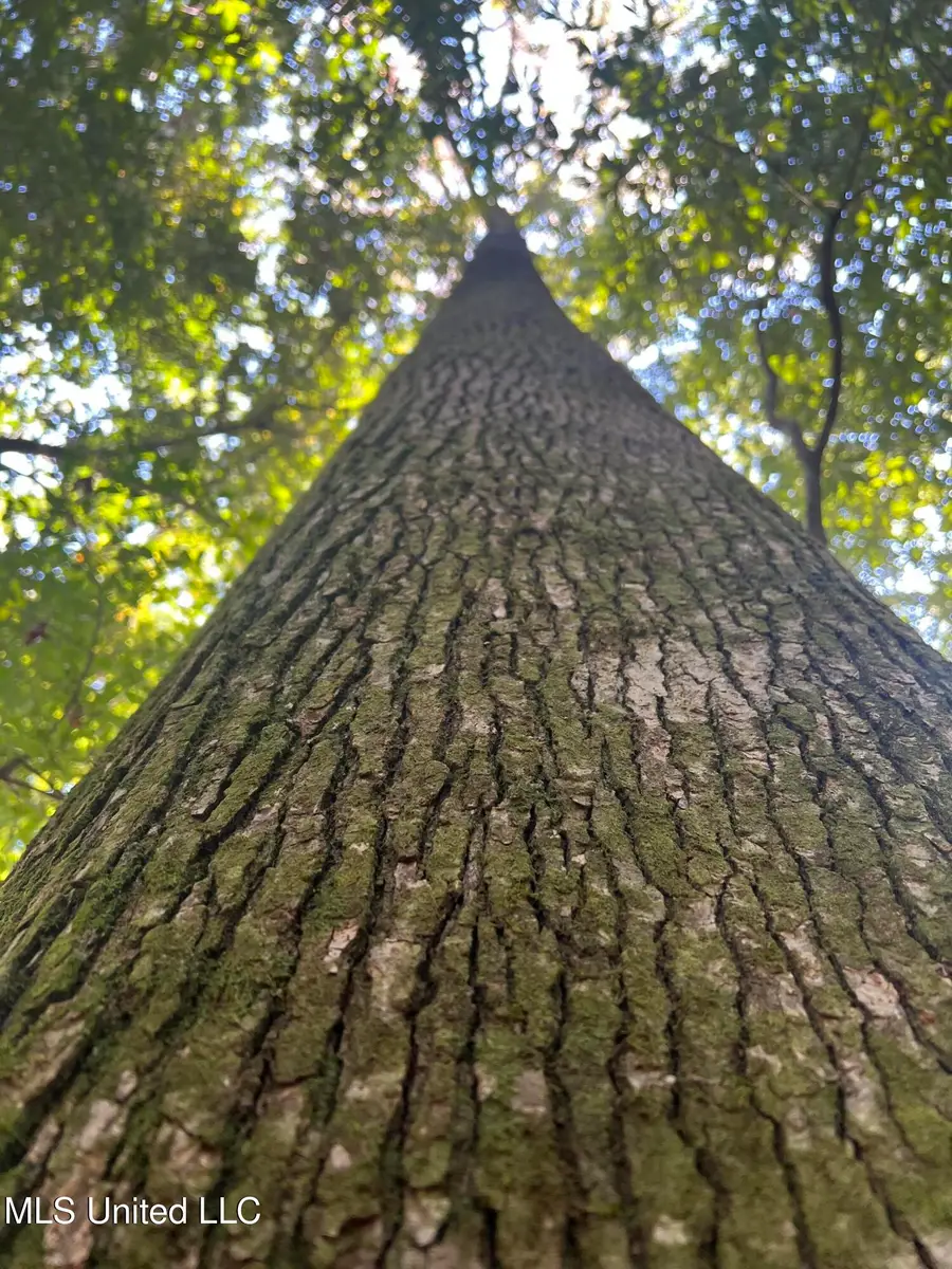 Co Road 24, Heidelberg, MS 39439 - Image #3