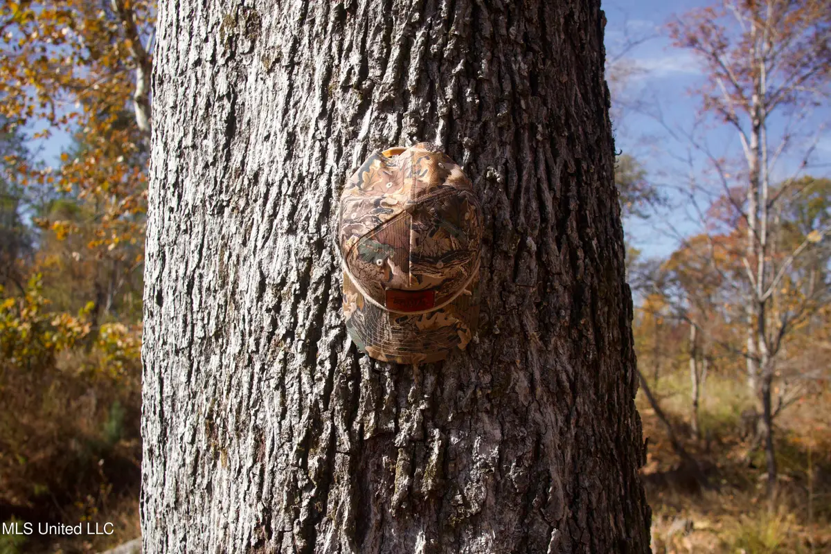 Off Cr 115, Carrollton, MS 38917 - Image #1