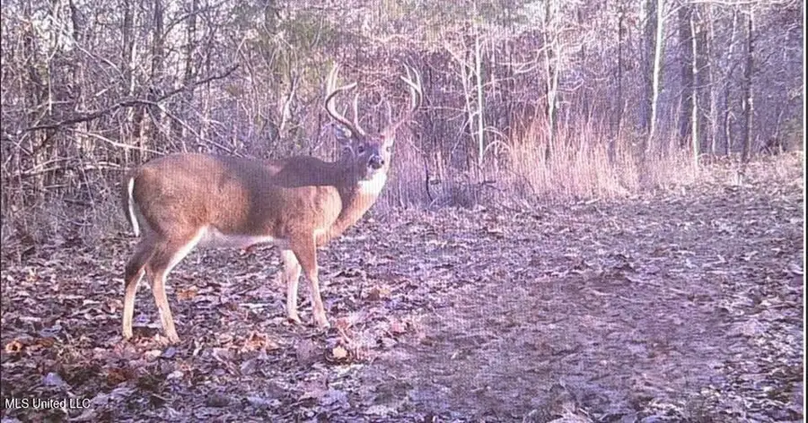 Holly Grove-meeks Road, Cruger, MS 38924 - Image #2