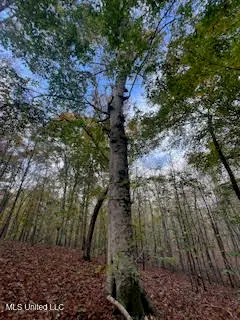 Perry Chapel Road, Ashland, MS 38603 - Image #2