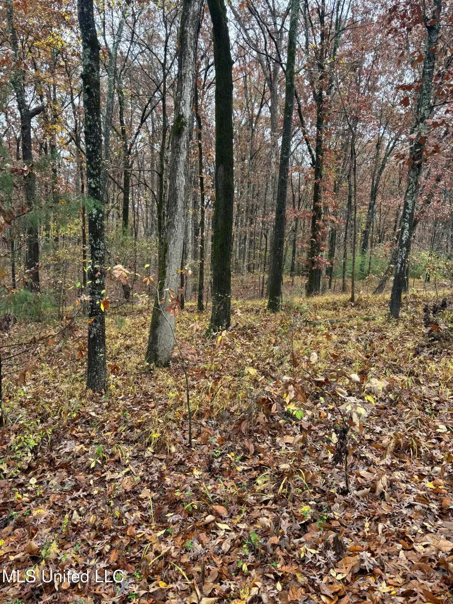 Alexander Drive, Olive Branch, MS 38654 - Image #3