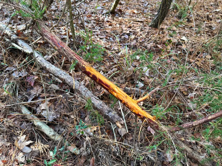 W Hwy 568, Magnolia, MS 39652 - Image #3