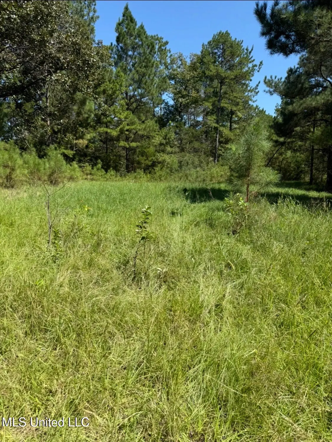 County Road 1113, Kosciusko, MS 39090 - Image #1