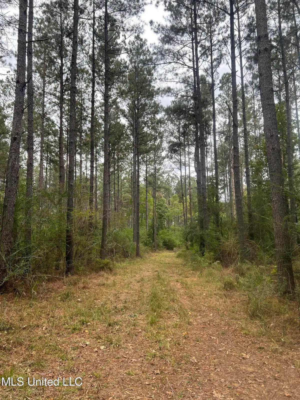 Enon Sartinville Road, Jayess, MS 39641 - Image #1