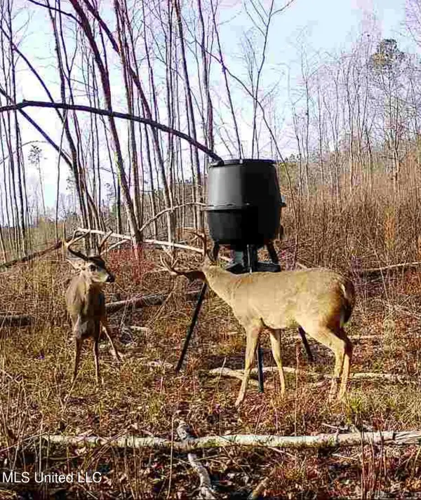 County Road 1115, Kosciusko, MS 39090