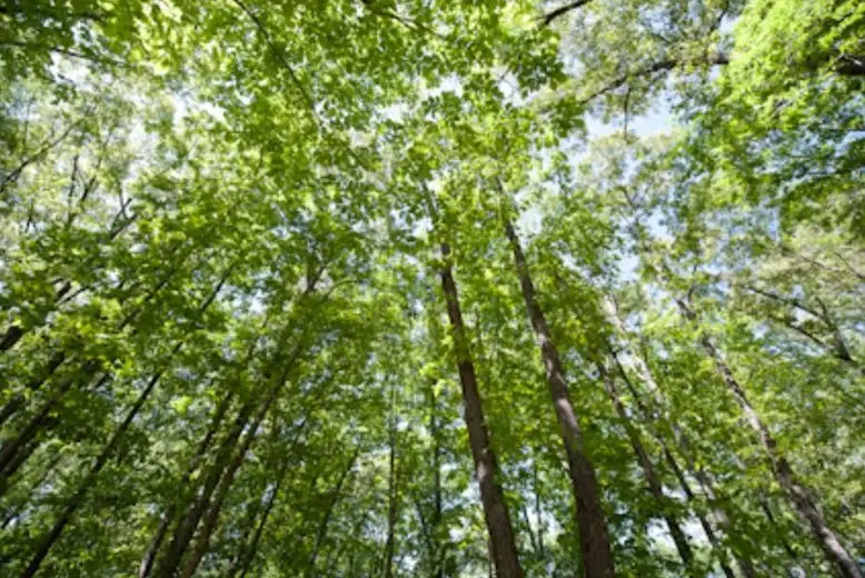 131 Stone Lake Drive, Madison, MS 39110 - #1