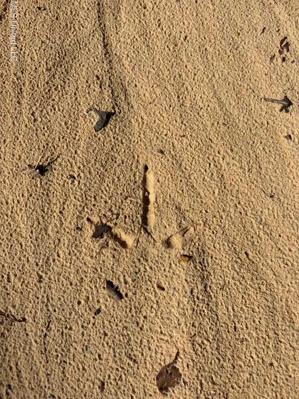 County Road 163, Carrollton, MS 38917