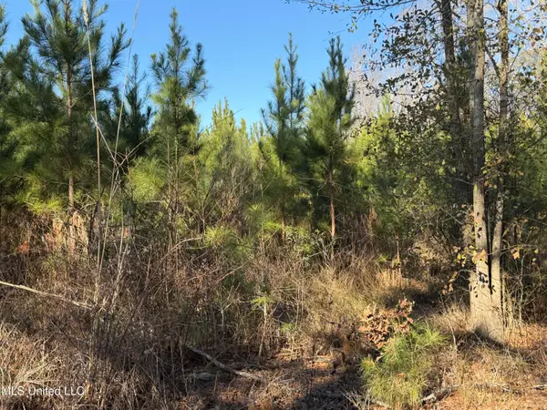 Delancey Road, Braxton, MS 39044